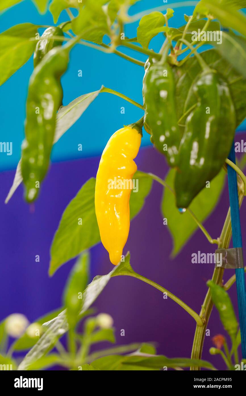 Chilli Pepper (Capsicum baccatum 'Hot Lemon') with ripening fruit Stock ...