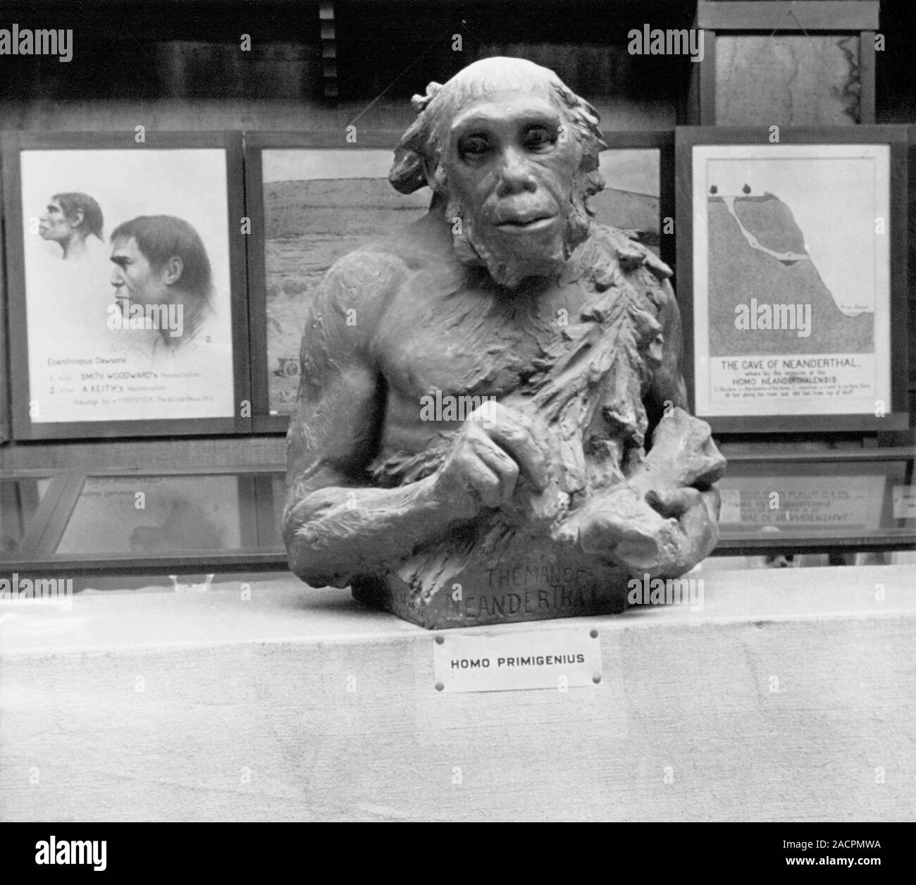 Neanderthal museum display. Model of a specimen of Neanderthals (Homo ...