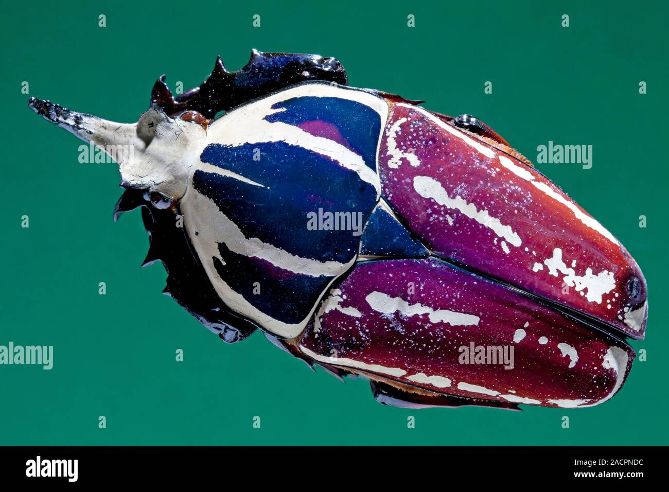 標本 Goliathus goliatus apicalis 100mm CONGO 標本 Goliathus goliatus apicalis 100mm CONGO Goliathus