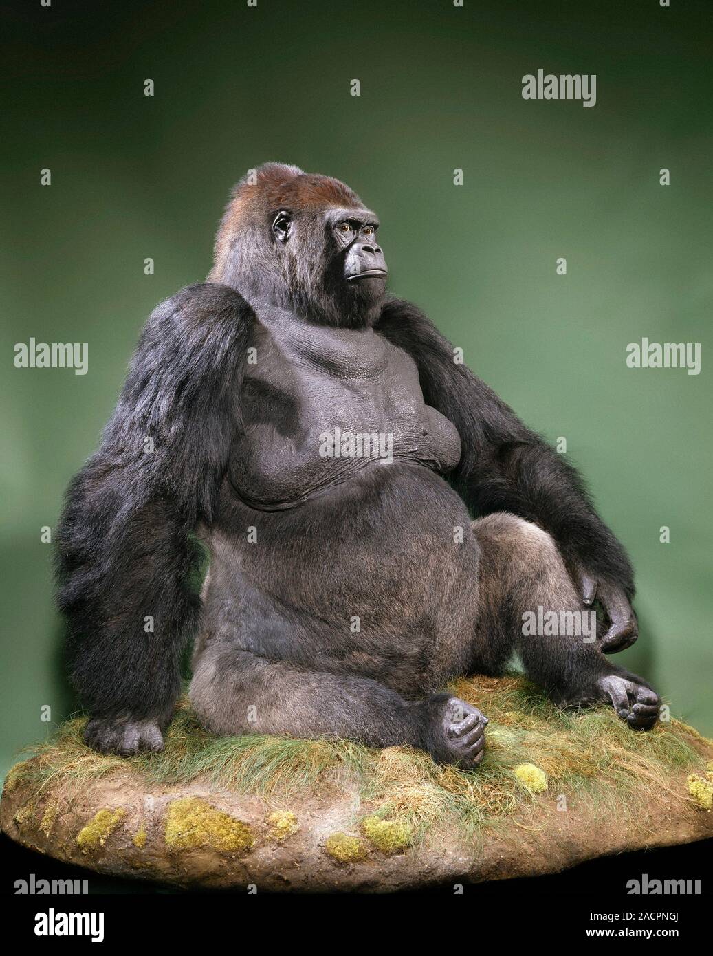 Western lowland gorilla (Gorilla gorilla gorilla), stuffed specimen