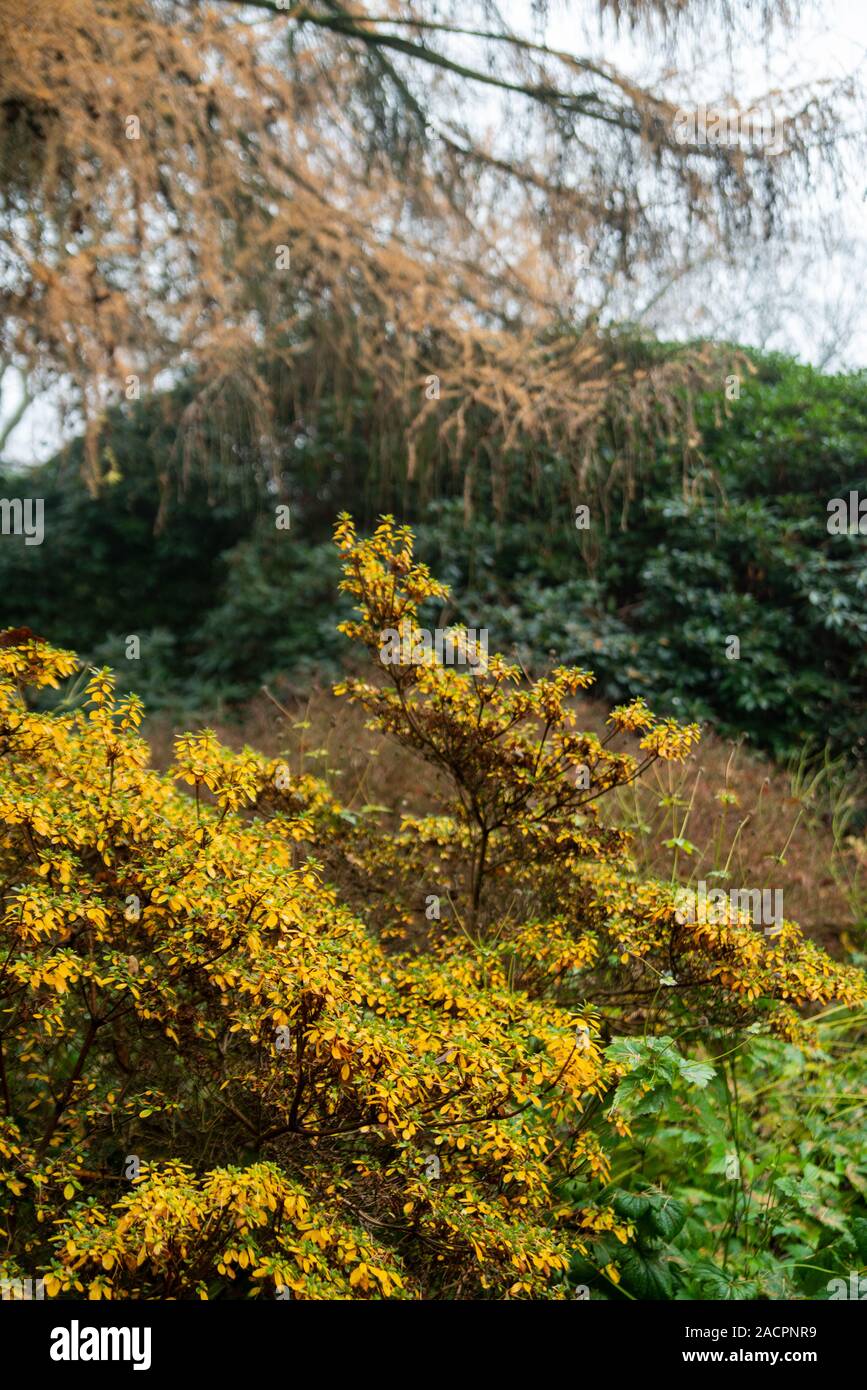 Herblicher Park Stock Photo