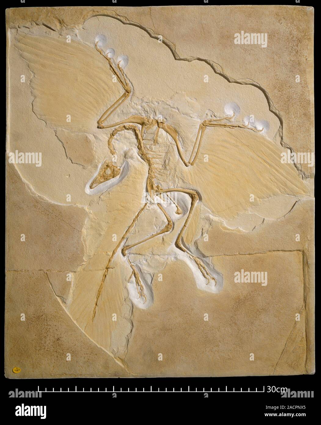 Archaeopteryx fossil, Berlin specimen. Cast of the Archaeopteryx