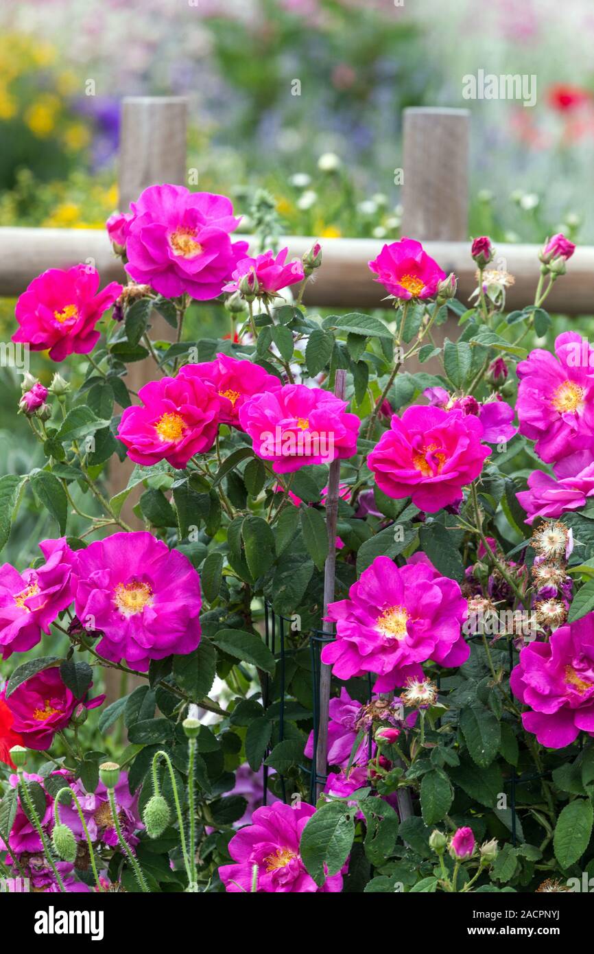 Beautiful pink flowers rose in june garden Stock Photo