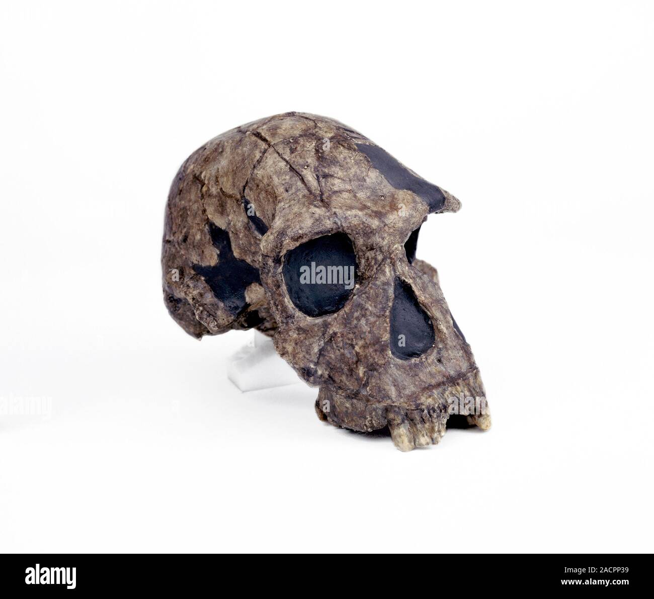 Homo habilis cranium (KNMER 1813). This cast is of a relatively