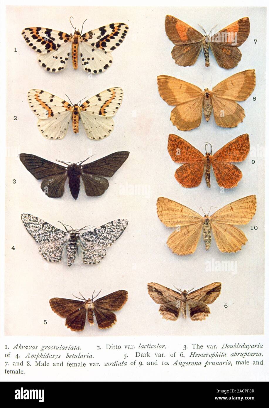 Butterfly specimens. Artwork of eight butterfly species and varieties ...