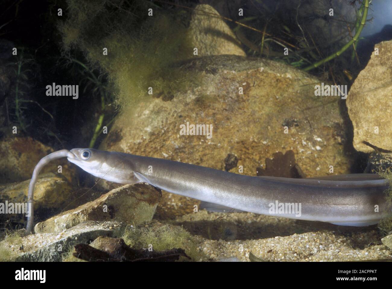European eel (Anguilla anguilla) eating an earthworm This fish spawns European eel (Anguilla anguilla) eating an earthworm This fish spawns