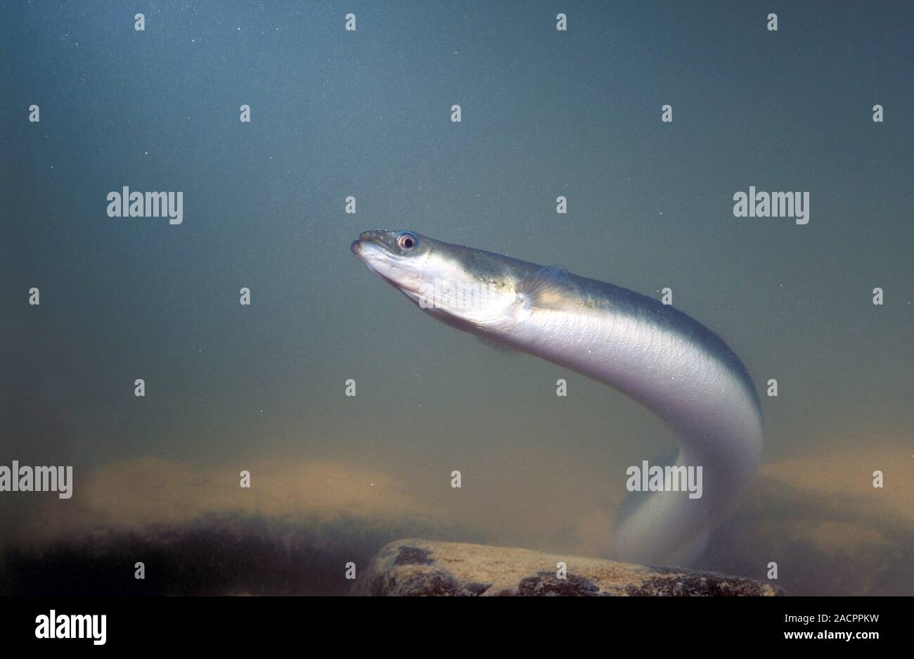 European eel (Anguilla anguilla) This fish spawns and hatches in salt European eel (Anguilla anguilla) This fish spawns and hatches in salt