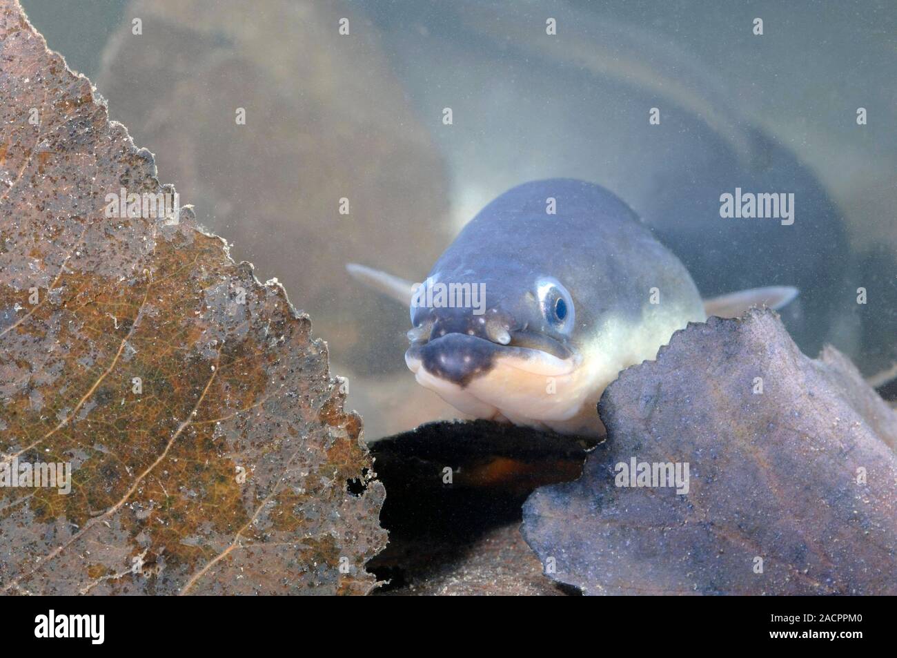 European eel (Anguilla anguilla) This fish spawns and hatches in salt European eel (Anguilla anguilla) This fish spawns and hatches in salt