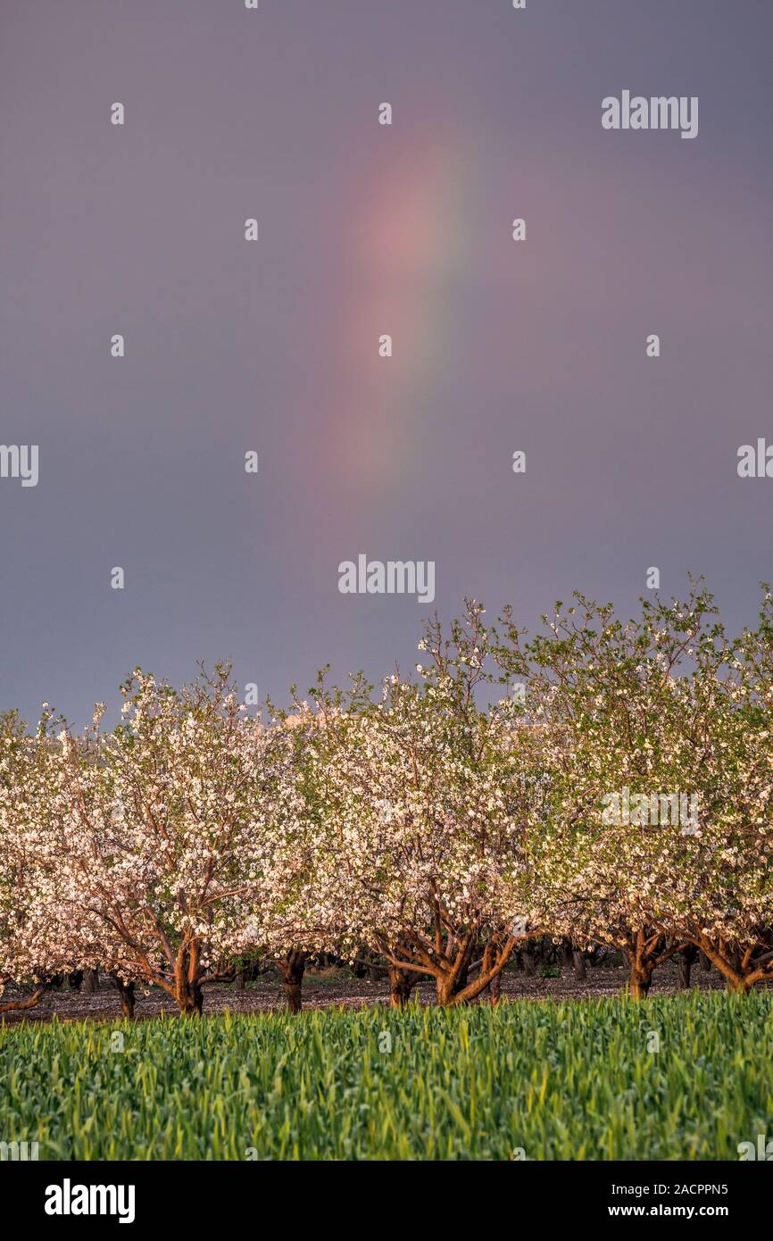 Scenic view with corn field and rainbow over almond grove blooming with beautiful flowers in February near Monastery Of Silence - Latrun Trappist Mona Stock Photo