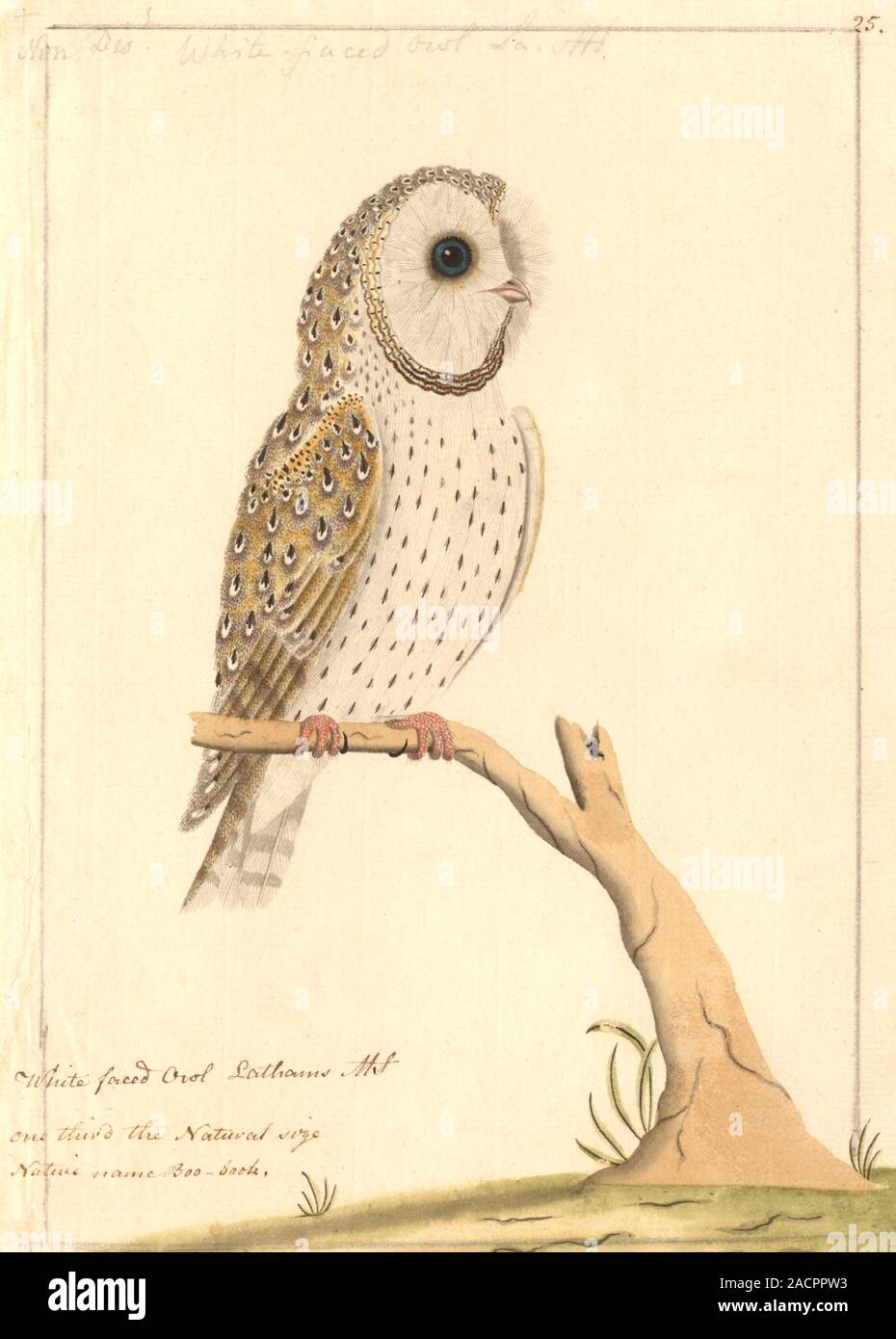 Barn owl (Tyto alba), 18th-century artwork. Thought to be by a Port Jackson painter, this is drawing 115 from the Watling Collection, which dates from Stock Photo