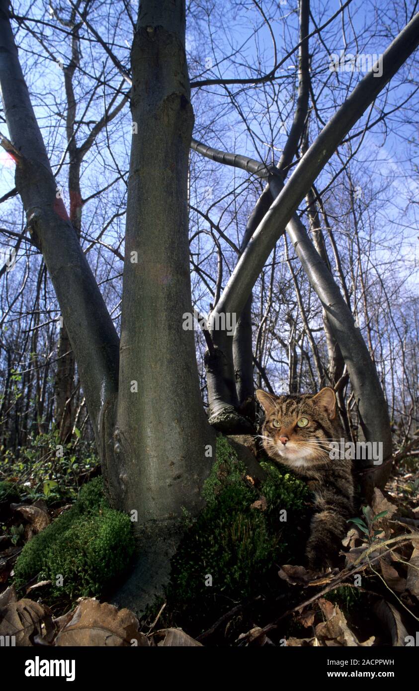 Scottish wildcat (Felis silvestris grampia). Female. Captive Stock Photo