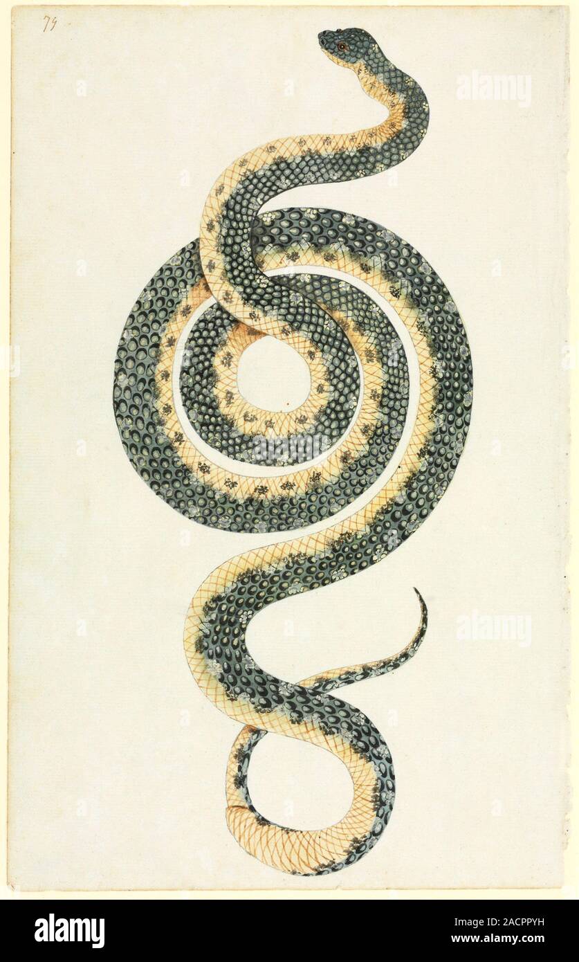 Diamond python (Morelia spilota). 18th-century artwork of an Australian ...