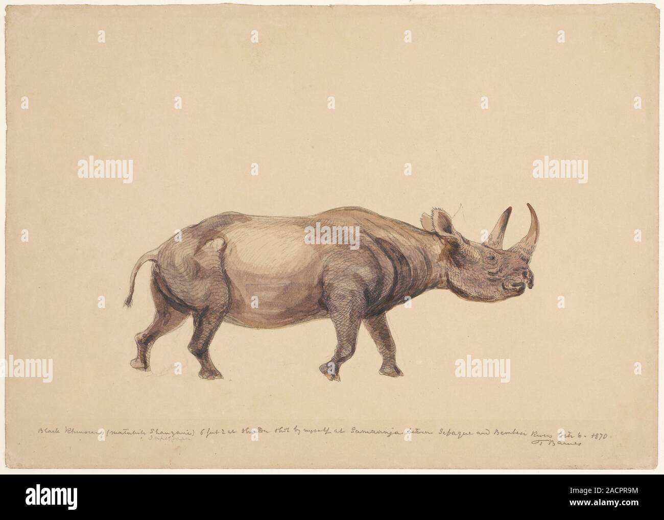 Black rhinoceros (Diceros bicornis). Sketch 113 from a collection of ...