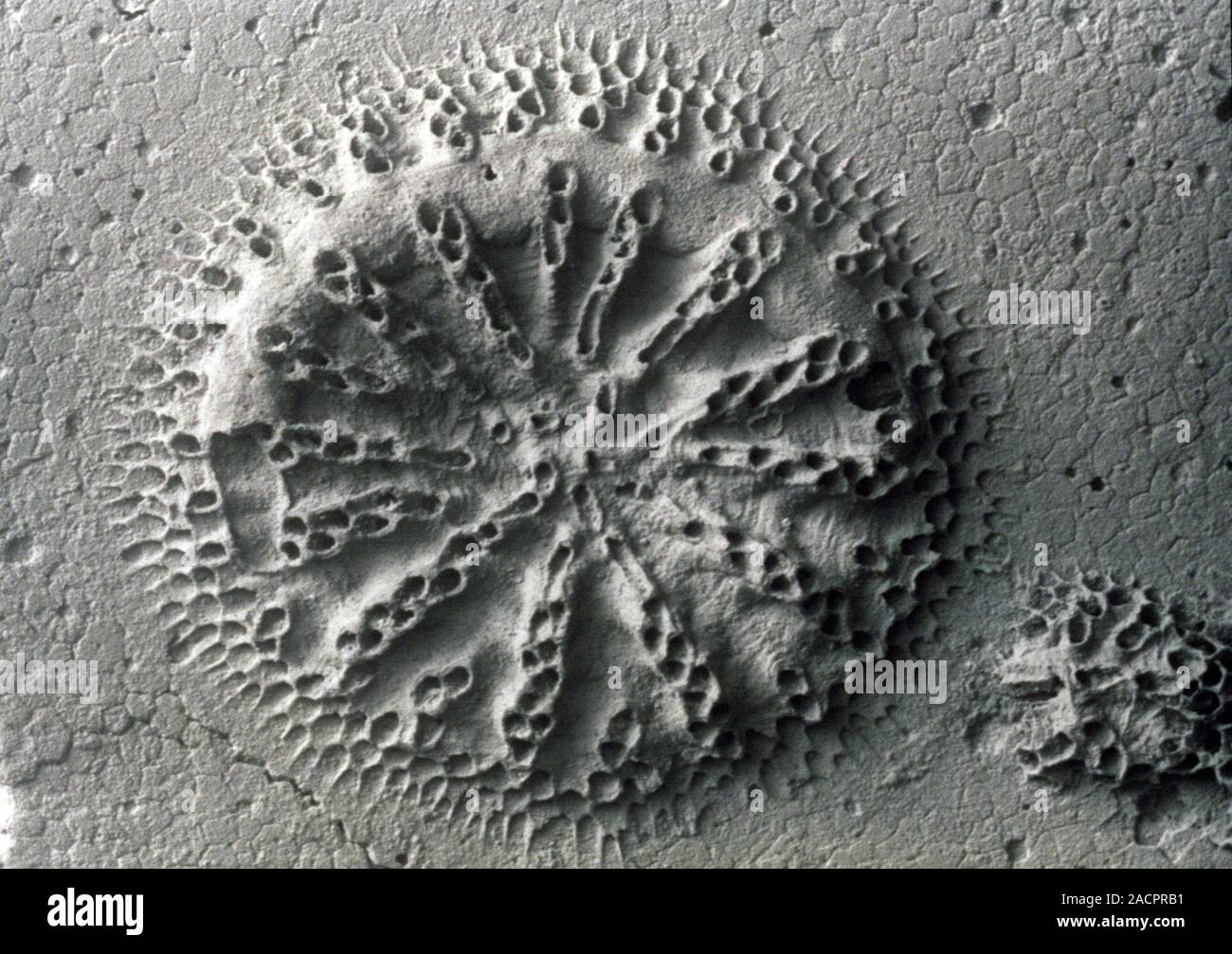 Fossil bryozoan. Scanning electron micrograph (SEM) of a fossilised ...