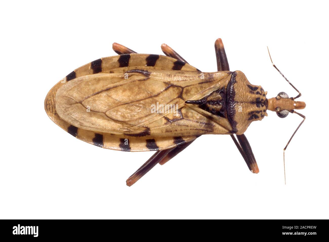 Triatomine bug (Panstrongylus geniculatus). This South American blood ...