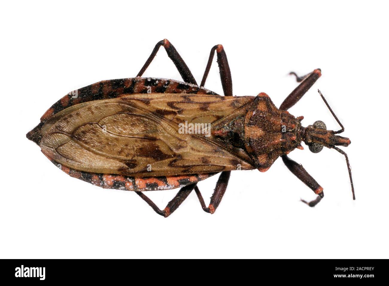 Triatomine bug (Panstrongylus rufotuberculatus). This South American ...