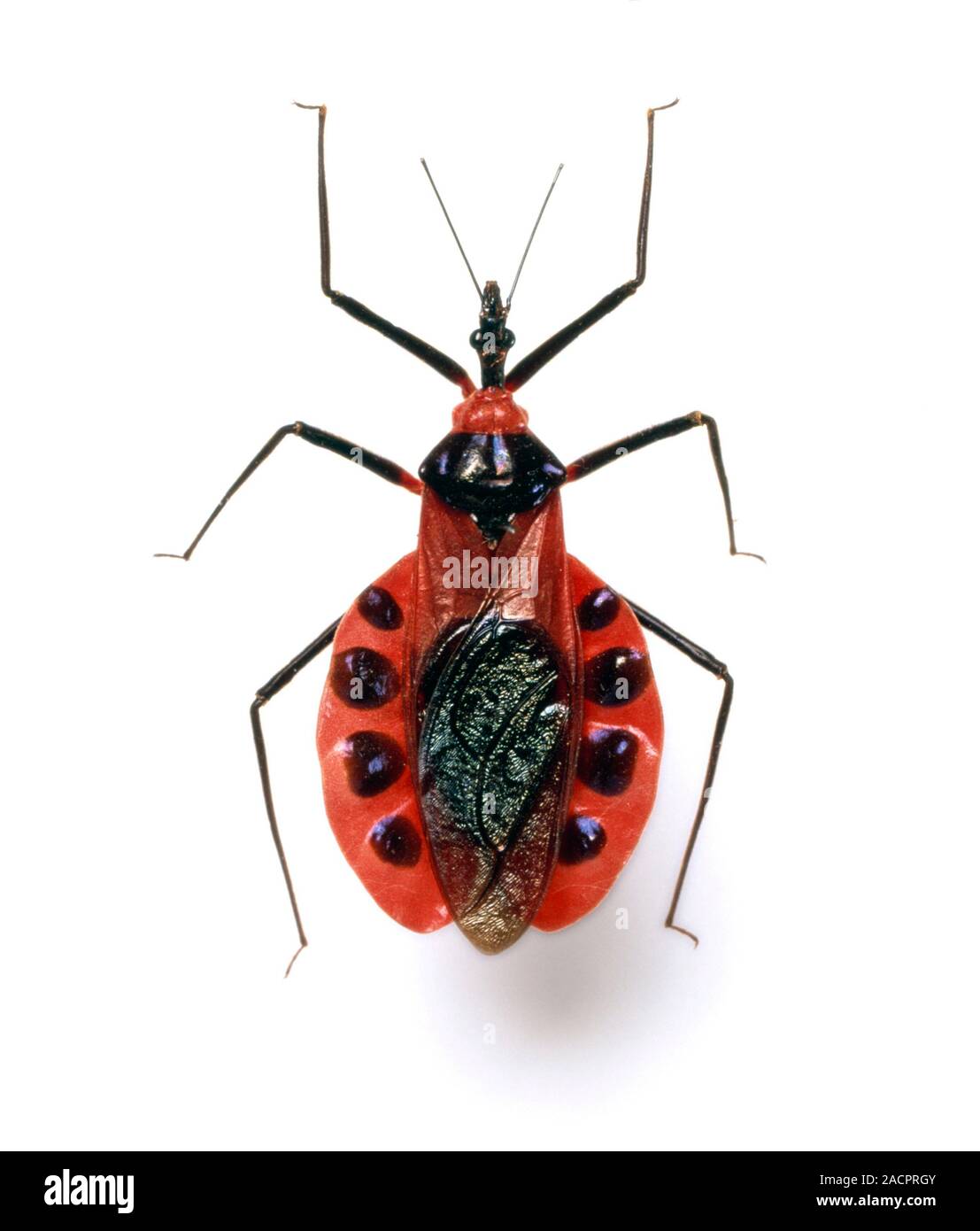 Assassin Bug Predatory Insect Assassin bug (Eulyes illustris). Assassin bugs mainly inhabit tropical ...