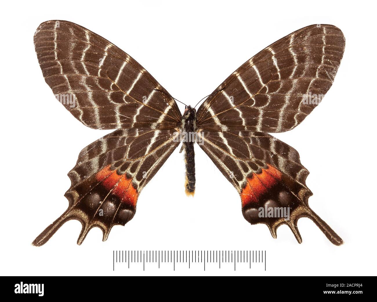Bhutan glory butterfly (Bhutanitis ludlowi). This butterfly is an