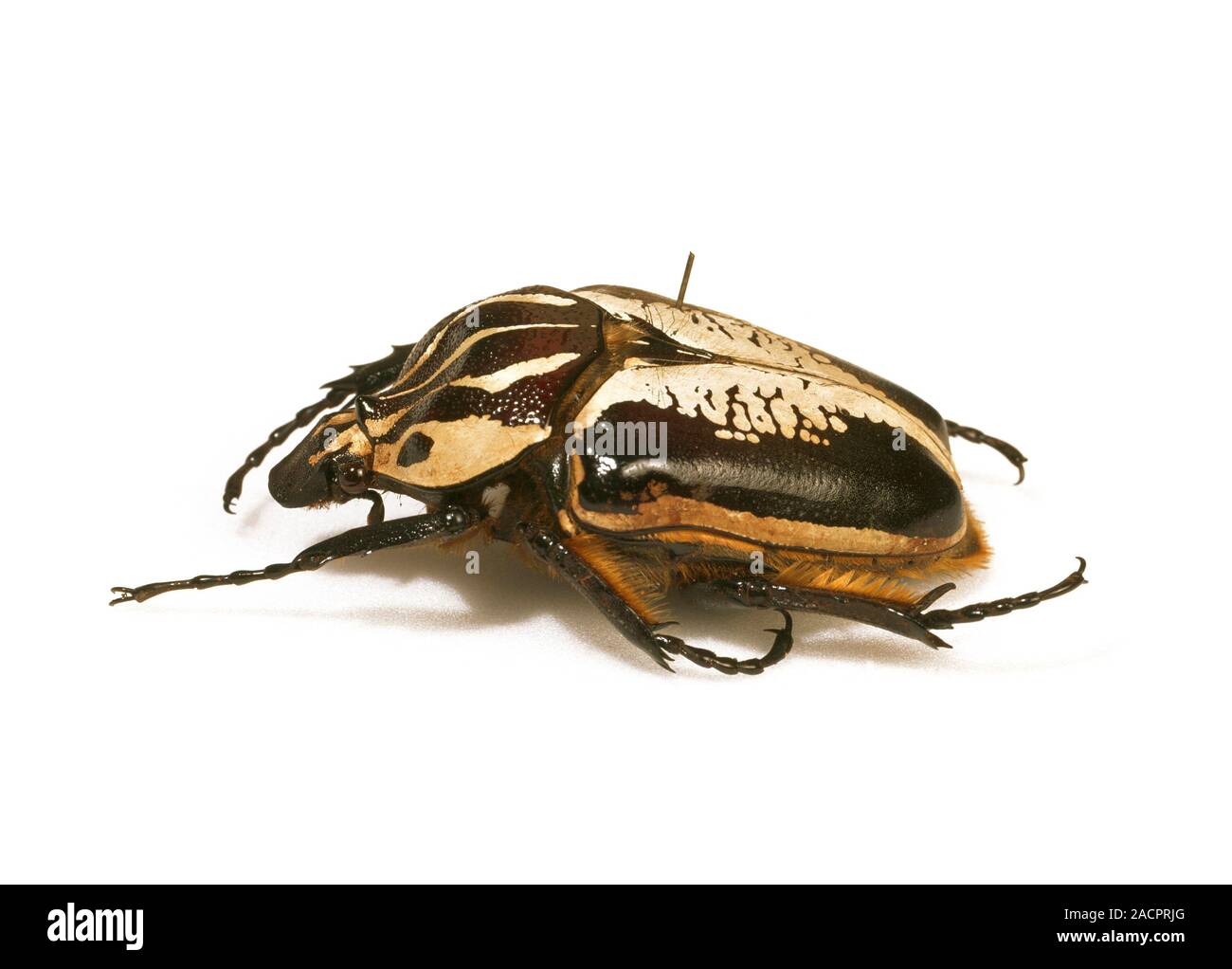 Goliath Beetles The Biggest Bugs On Earth - 5710fnp