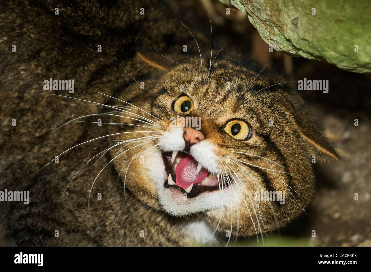 Scottish wildcat, (Felis silvestris grampia). Male snarling. Captive Port Lympne Wild Animal Park, Kent, UK Stock Photo