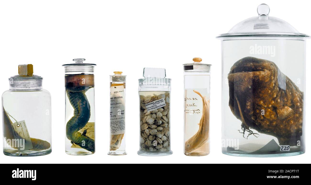 Variety of zoological specimens preserved in spirit jars held at the Darwin Centre at the