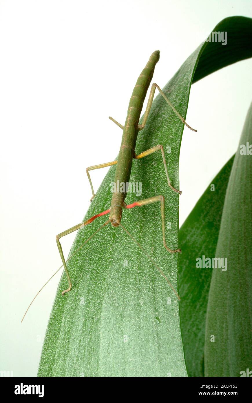 Indian stick insect (Carausius morosus). There are nearly 3000 species