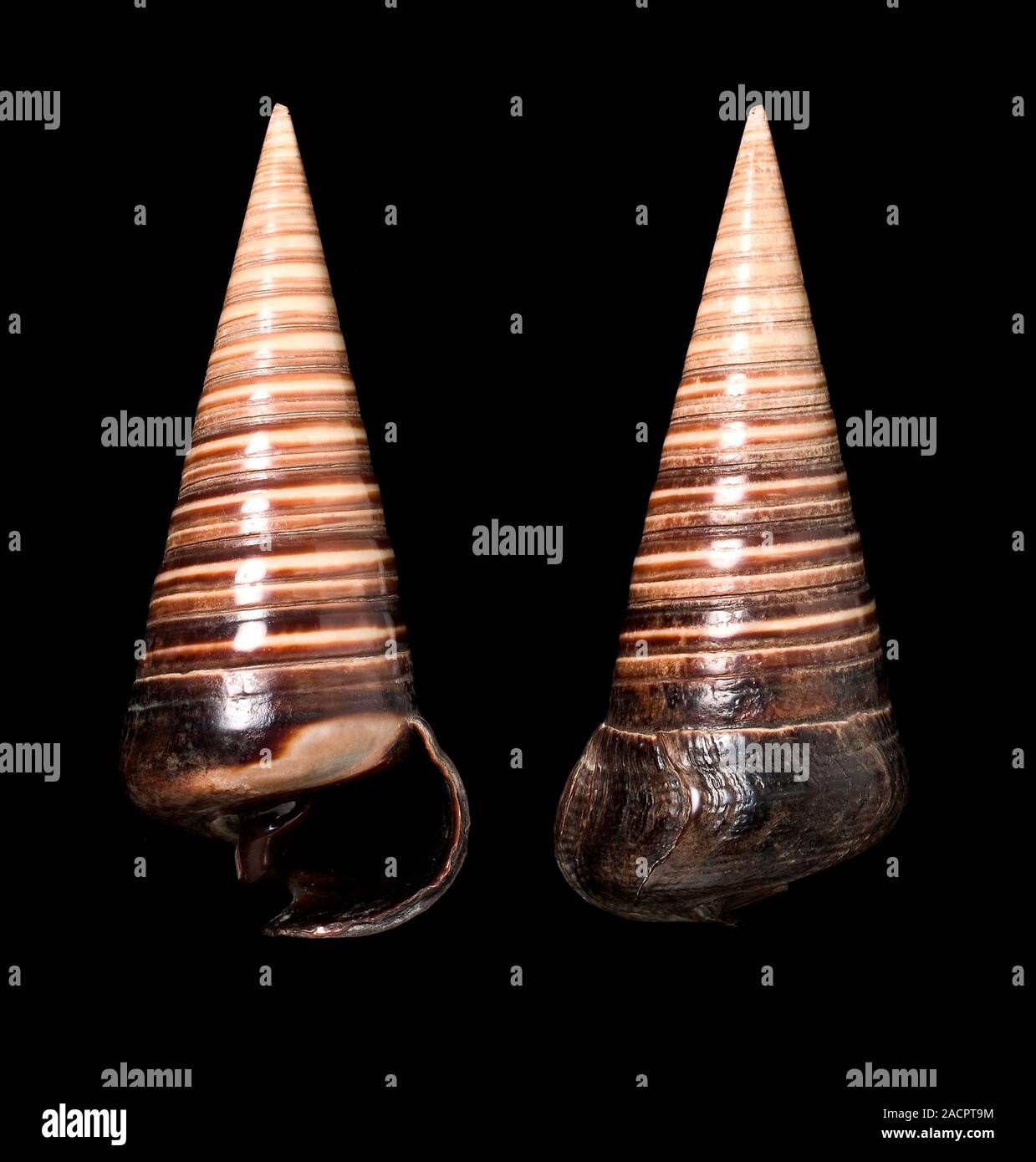 Pair of telescope shells (Telescopium Telescopium). This symmetrical, marine gastropod originates from the Indo-Pacific. Stock Photo