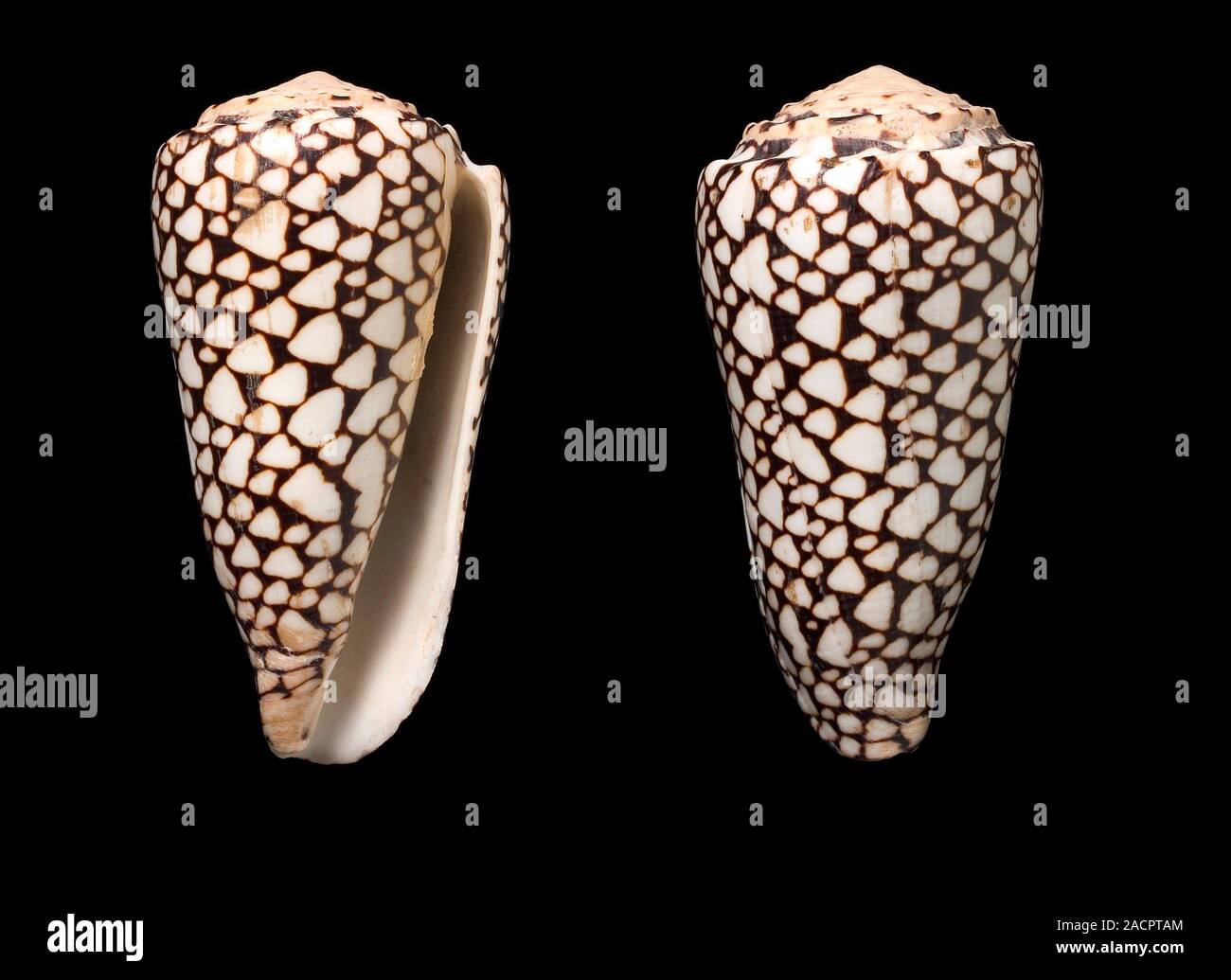 Pair of cone snail shells (Conus marmoreus). This marine gastropod