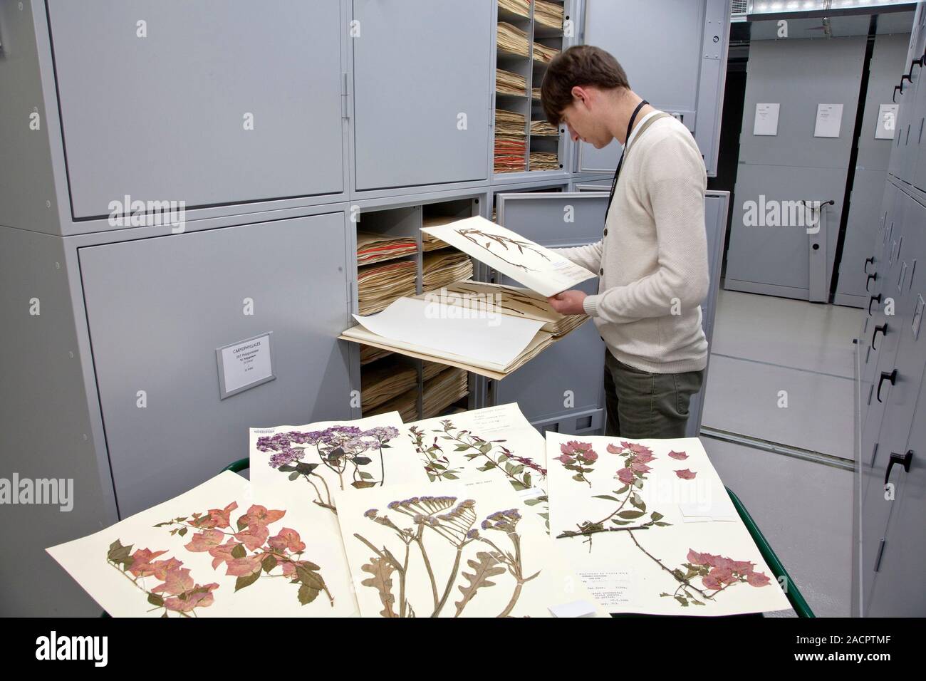 General Herbarium, Darwin Centre, Natural History Museum, London, UK