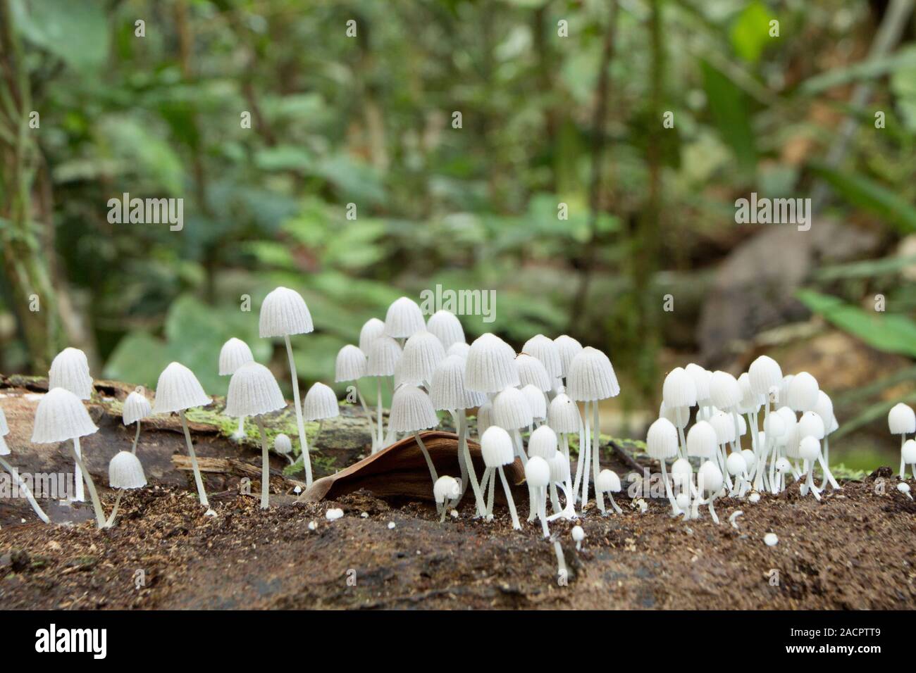 Tropical mushrooms. Close-up of a fungus growing on a rotting log on ...