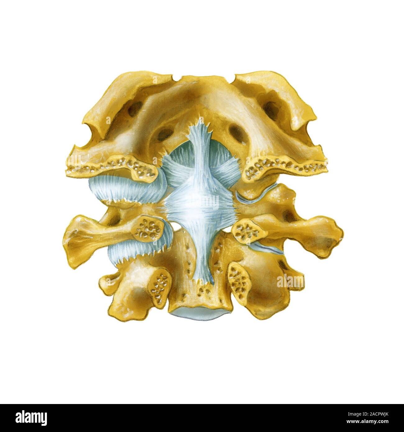 occipital joint. Artwork of the bones (yellow) and ligaments ... Biology Diagrams