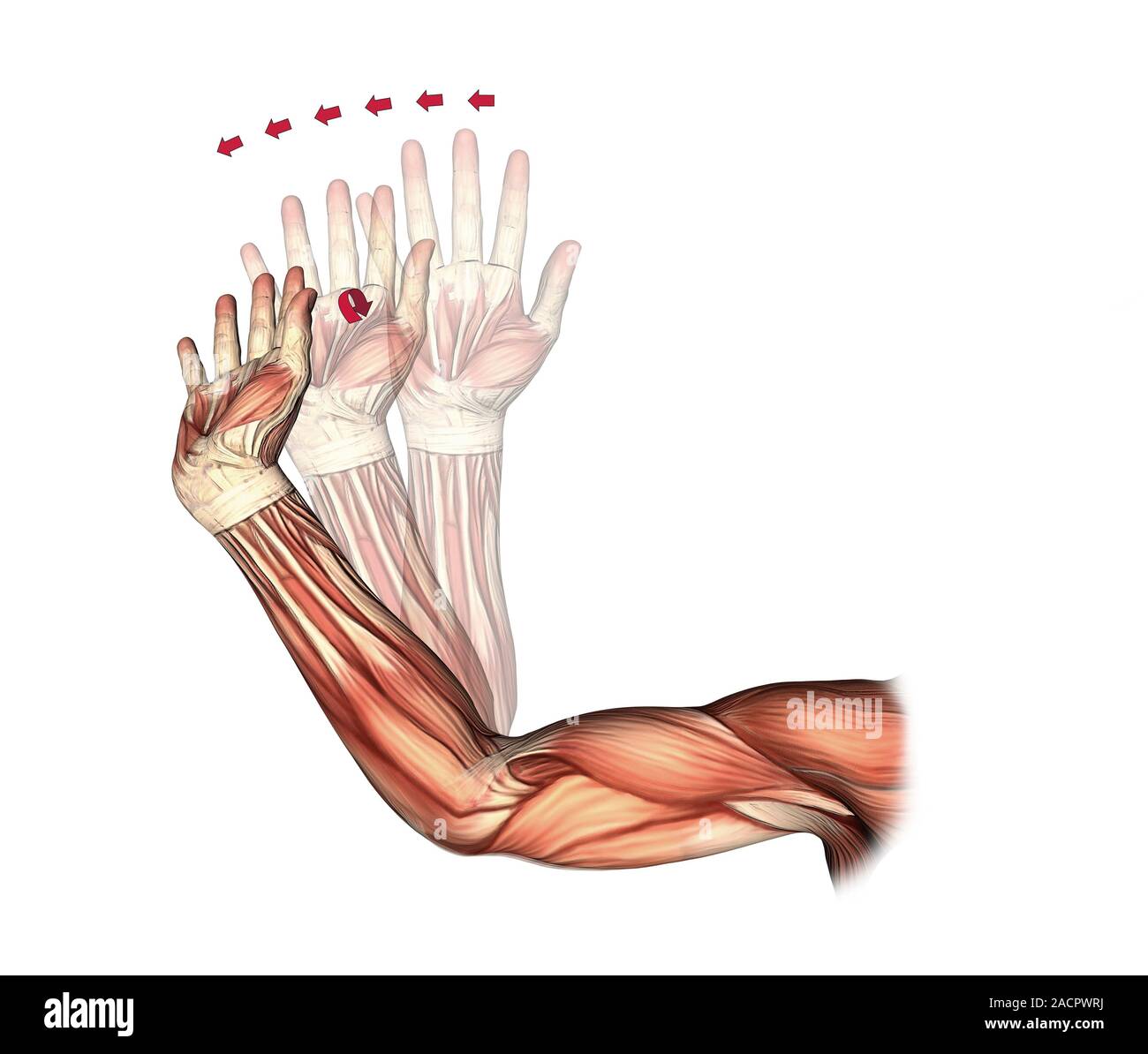 Elbow and wrist extension. Artwork of the muscles of the arm from the