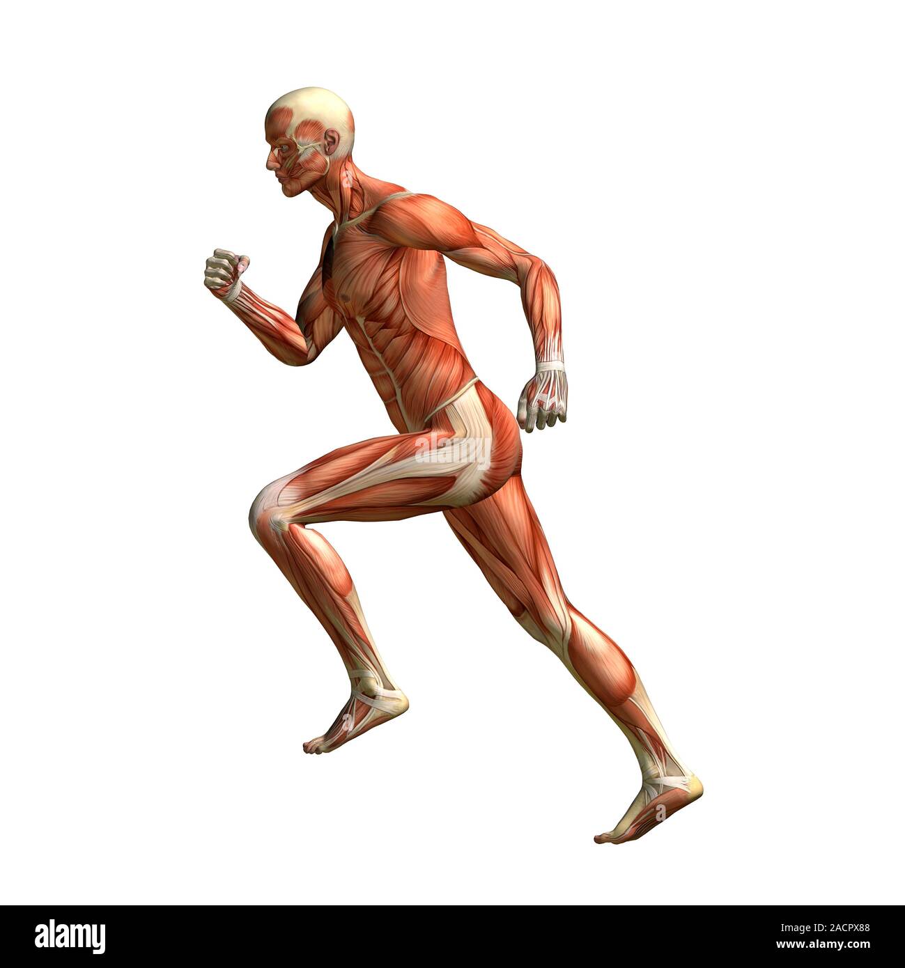 Muscles Involved In Running Runner's anatomy. Artwork showing the musculature of a running human ...