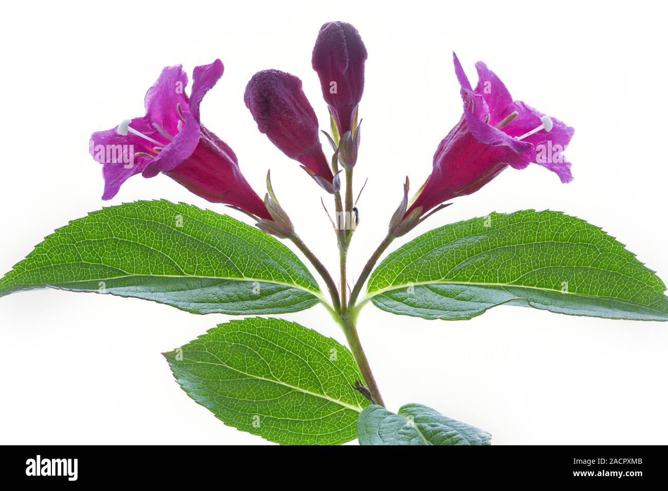 Flower of a Weigelie (Weigela) on a white background Stock Photo