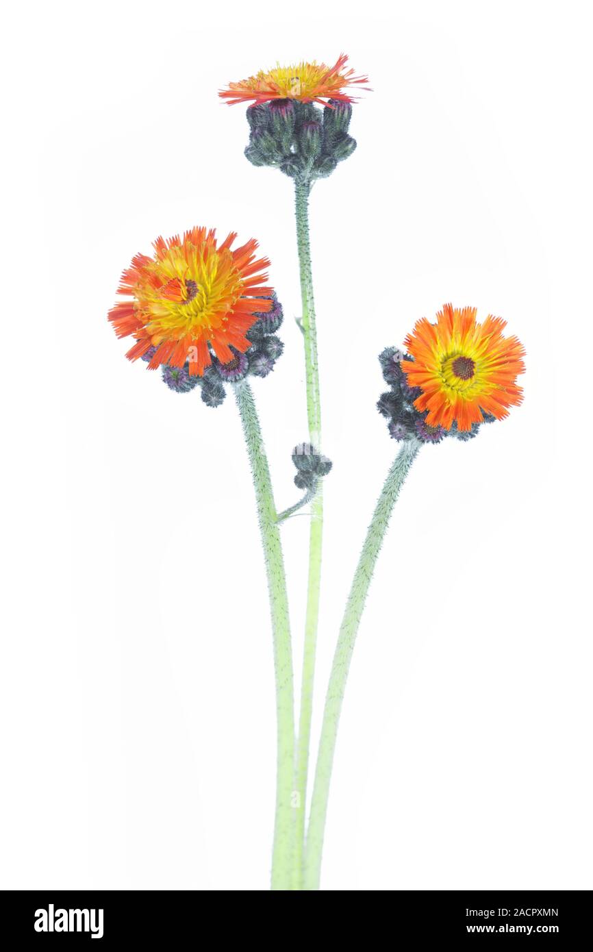 orange hawkweed, Pilosella aurantiaca, Hieracium aurantiacum Stock Photo