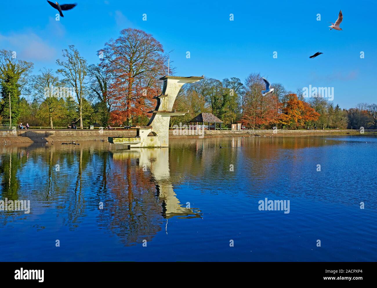 Disused diving board and wild birds on Coate Water public park in Swindon, Wiltshire, UK Stock Photo