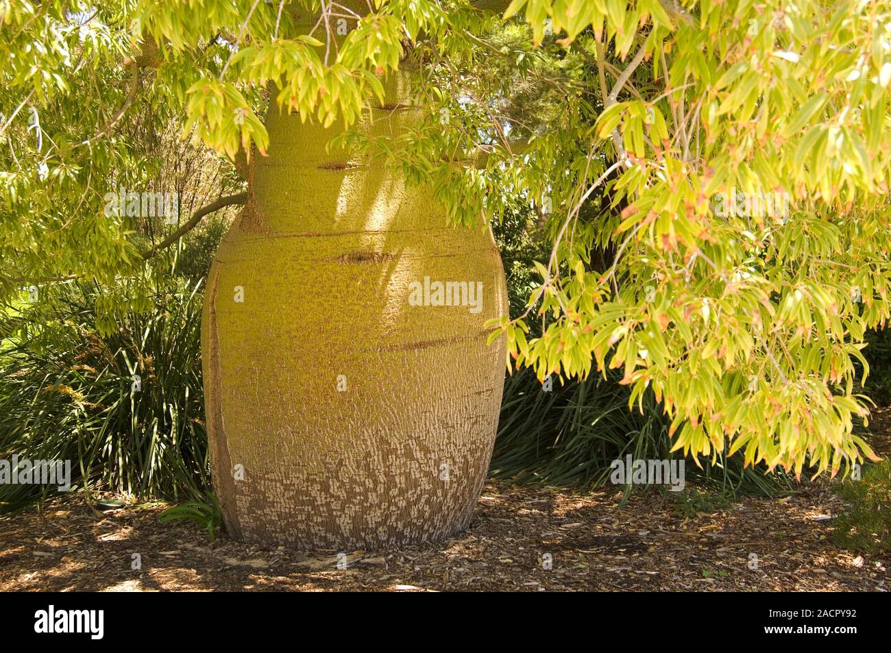 brachychiton rupestris queensland bottle tree