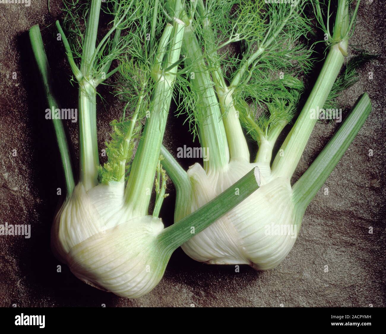 Bulbous fennel hires stock photography and images Alamy