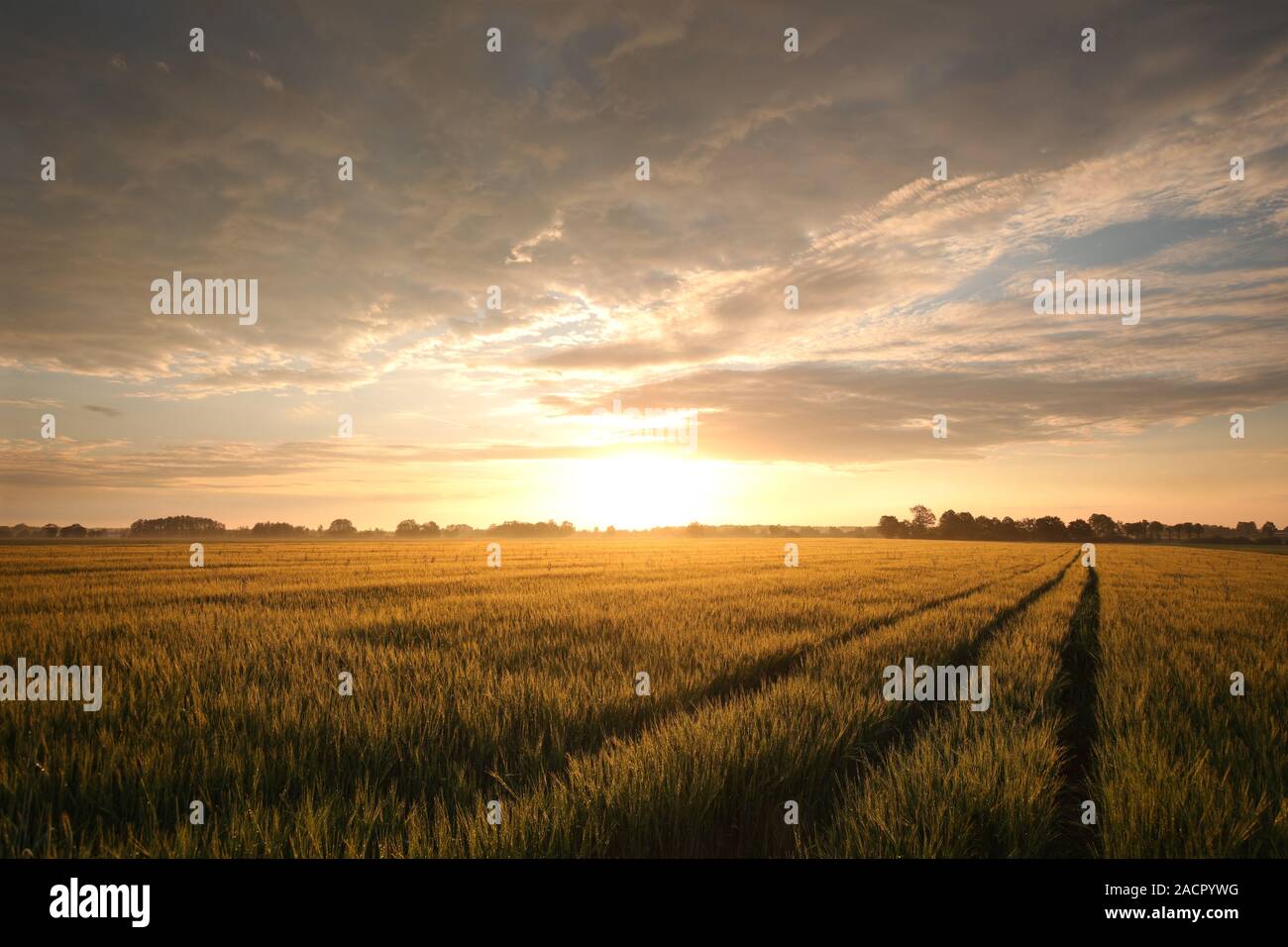 Grain field at sunrise hi-res stock photography and images - Alamy