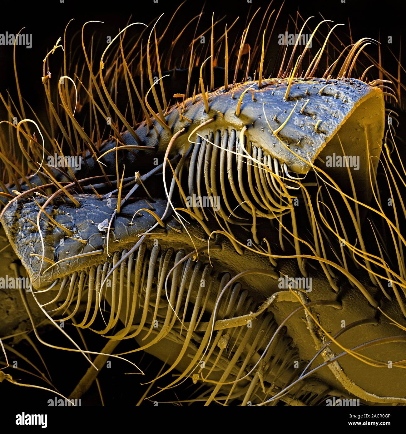 Honey Bee Mouth Coloured Scanning Electron Micrograph Sem Of The Mouth A Honey Bee Apis Sp 0132