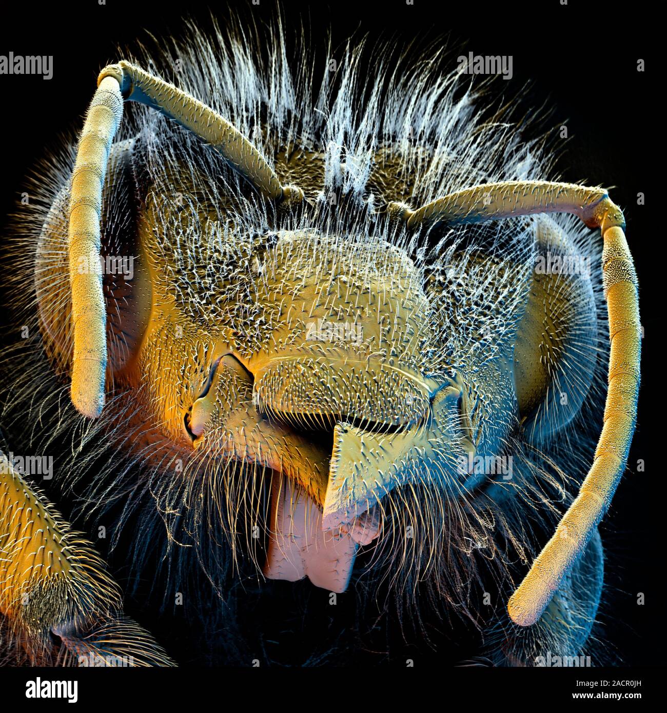 Honey bee head. Coloured scanning electron micrograph (SEM) of the head ...