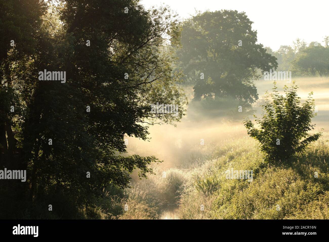 Sunrise over the meadow on a misty weather Stock Photo Alamy
