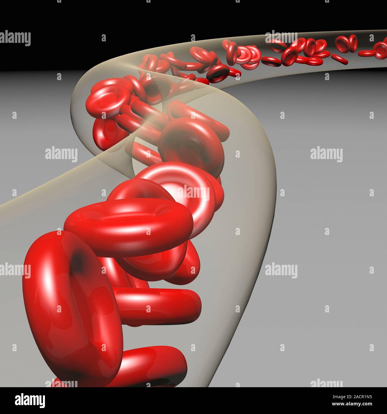 This image may not be used in educational posters Red blood cells in a ...