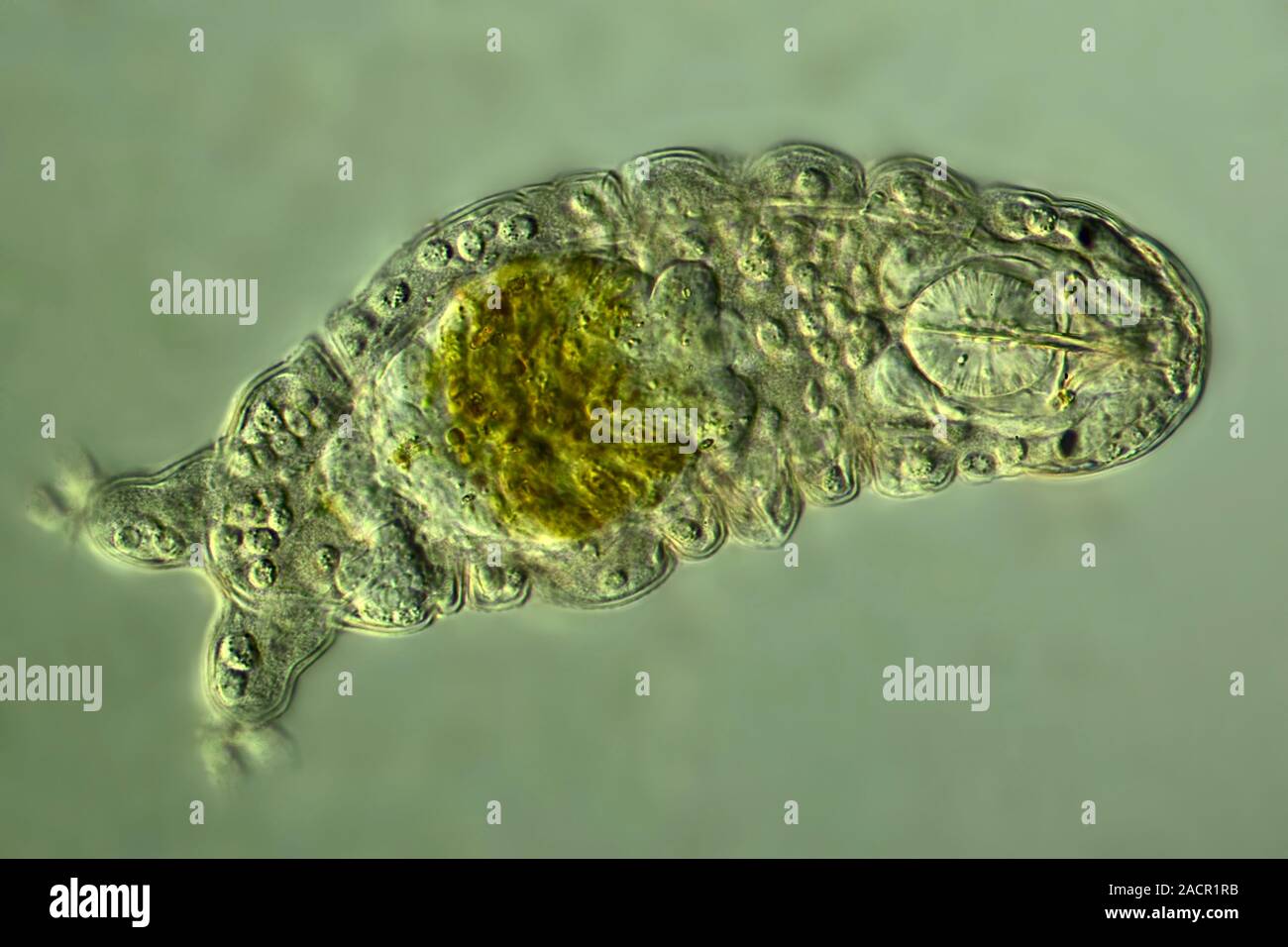 Water bear, differential interference contrast (DIC) light micrograph. Water bears, or
