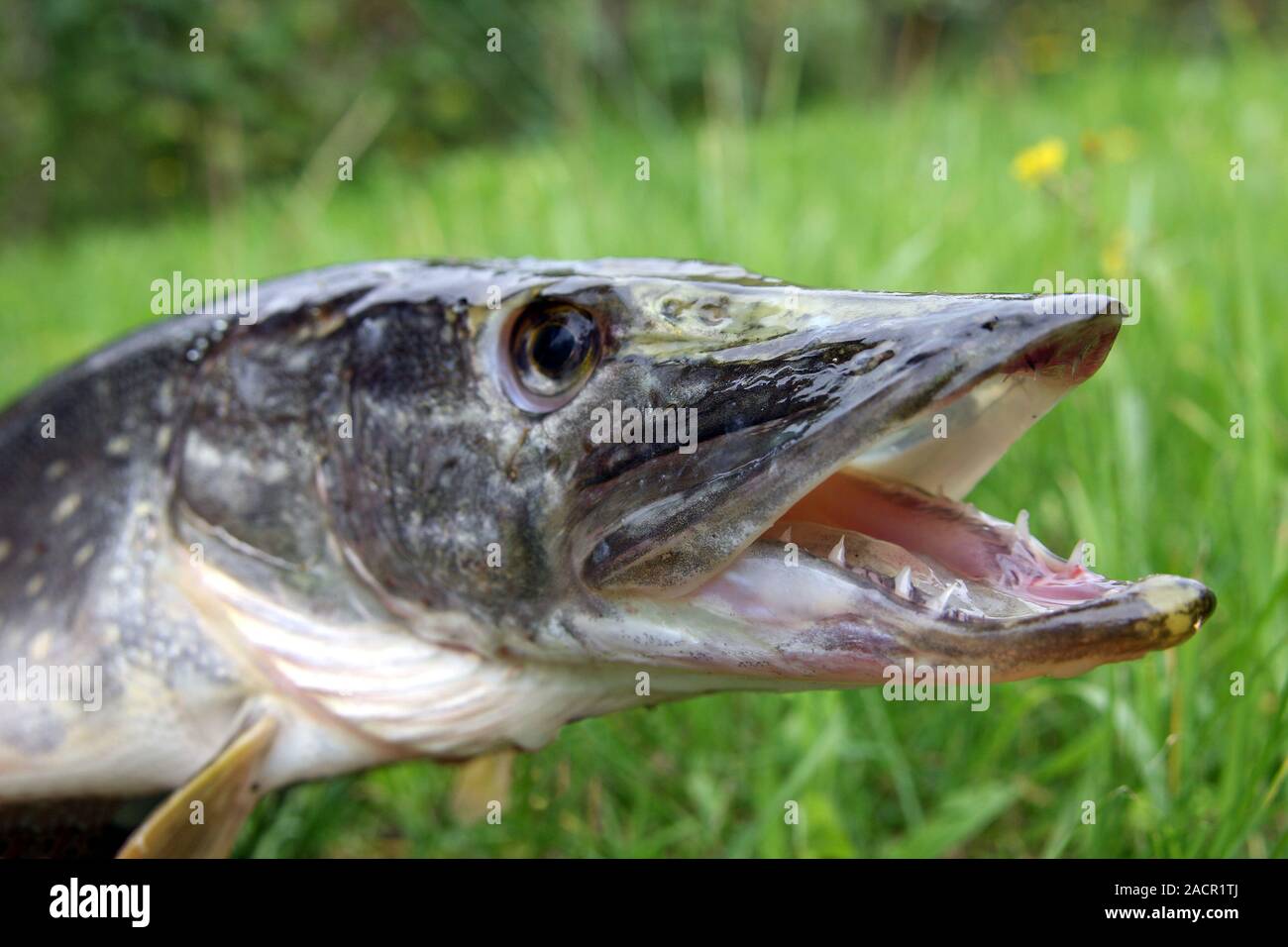 predatory fish mouth Stock Photo