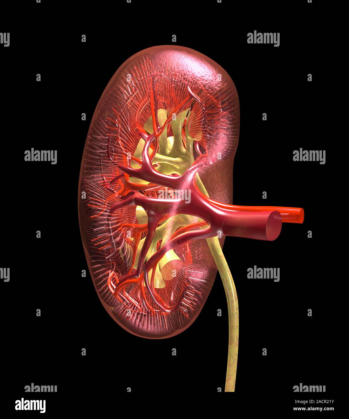 This image may not be used in educational posters Kidney anatomy