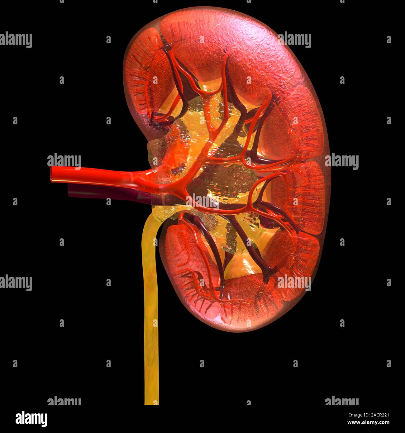 This image may not be used in educational posters Kidney anatomy, artwork. The kidneys filter