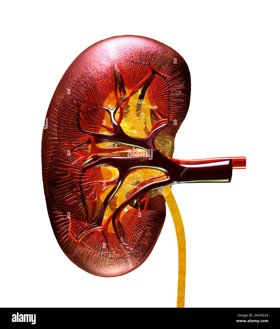 This image may not be used in educational posters Kidney anatomy