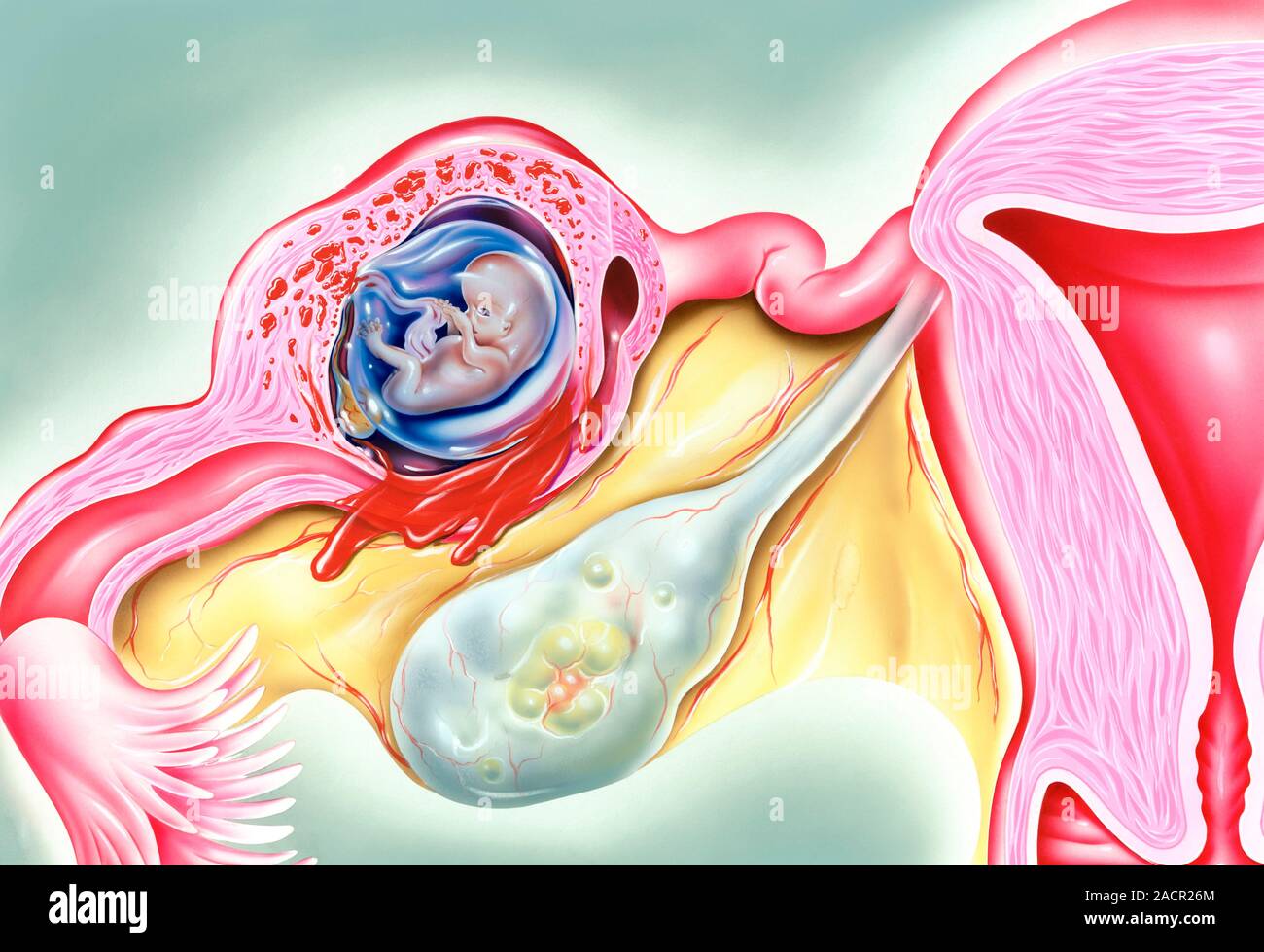 попадает ли сперма в матку при беременности фото 2