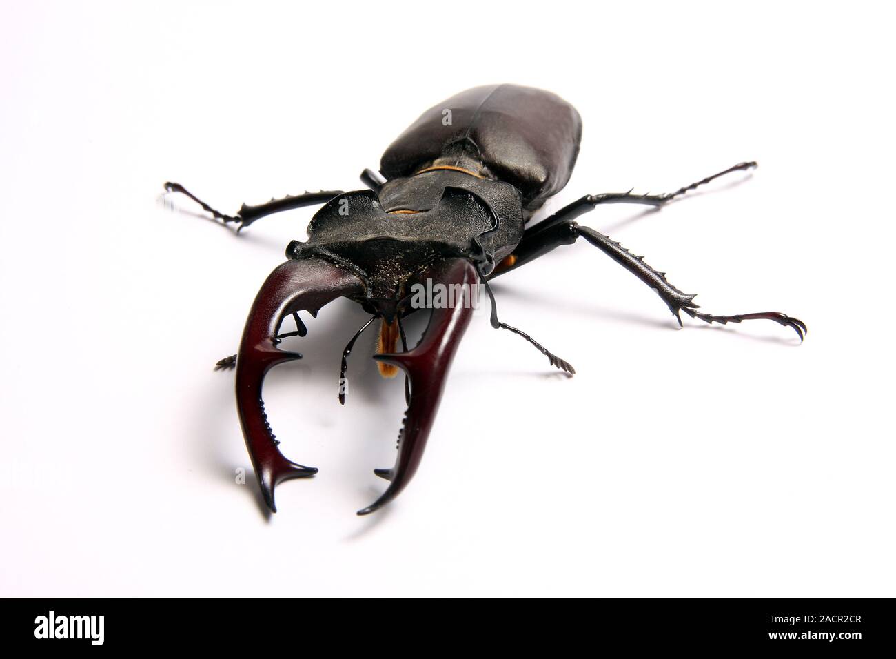staghorn beetle Stock Photo